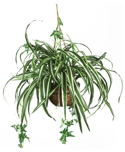 Nearly Natural 6607 Spider Hanging Basket Decorative Silk Plant, Green,10.25 x 10.25 x 17.5