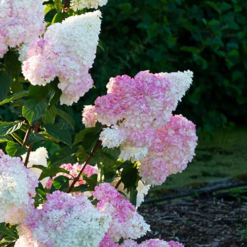 Hortensien Winterhart Paniculata Vanille Fraisse (3 Pflanzen) - Hydrangea pflanzen aus Holland - Echte Garten Hortensie (kein Samen, Kunstblumen und nicht künstlich) - Mehrjährig Balkonpflanzen