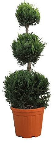 KENTIS - Cupressocyparis Leylandii - Cyprès 3 Boules - Vraies Plantes d'Extérieur Persistantes Résistantes - H 90-110 cm Pot Ø 24 cm