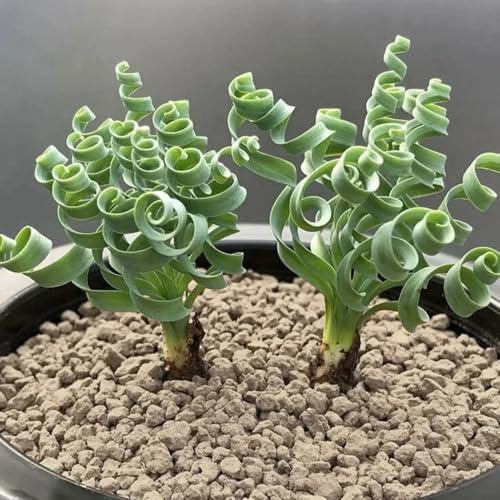 Albuca Spiralis de oficina de hoja Albuca Spiralis verdes, interior interior en bancal elevado jardín resistentes semillas cobertura del suelo 160semillas