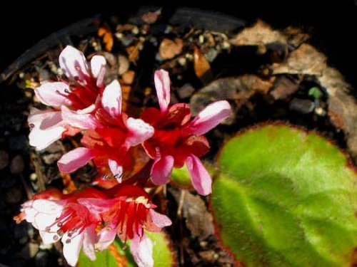 Staudenkulturen Wauschkuhn Bergenia ciliata - Bergenie - Staude im 11cm Topf