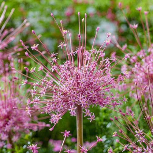 Allium bulbe Schubertii (paquet de 5 pièces), Ail décoratif géant Giganteum, Vivace, rustique Bulbes de Hollande pour jardin, pot (gros, pas de graines, non artificiel)