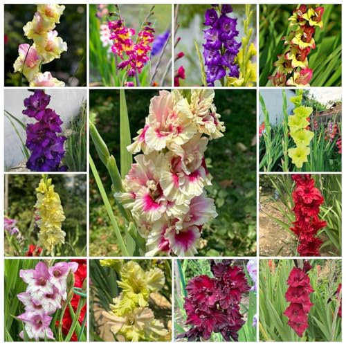 15 pcs Gladiolen Zwiebeln garten pflanzen，Dekorative Pflanzen balkonpflanzen，pflanzen für draußen Blumenzwiebeln aus für Garten blumen balkon，gartendeko für draußen gartenpflanzen