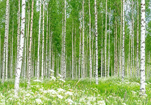 wandmotiv24 Photo murale Prairie de fleurs de bouleau XXL 400 x 280 cm - 8 pièces photo, papier peint non tissé Bouleaux de la forêt herbeuse M5840