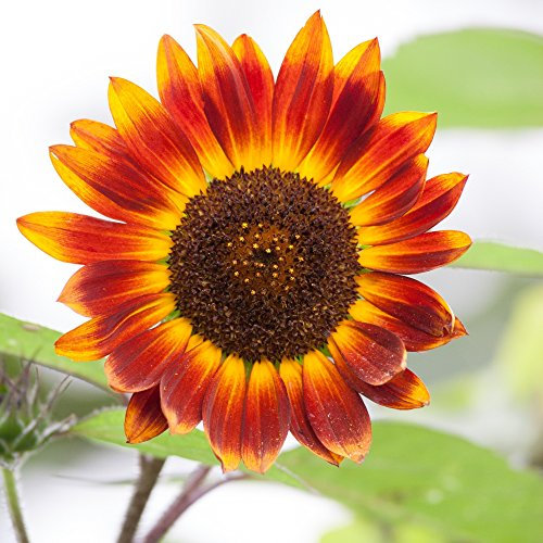 Nain ornementales Tournesol Mélange de graines - Helianthus Annuus