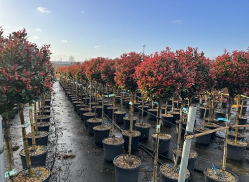 Photinia Fraseri Chico en tronco – 150 cm – 20L – Resistente al invierno