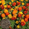 SANWOOD Plants Seeds for Home Garden Planting, 50 Uds Semillas de Marigold Vibrant Well-Drained Medio Riego Intenso Fragance Seeds for Yard - Multicolor