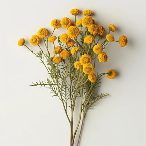 600 Semillas de Tanaceto - SemiSauvage Permacultura