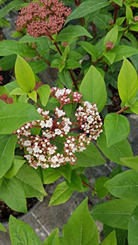 Viburnum tinus 'Quimper' / Laurier tin bicolore/Conteneur de 3 à 4 litres