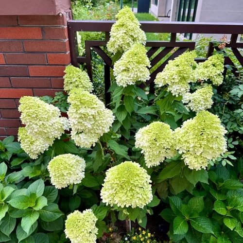 hortensia panícula - jardín que prefieren la sombra, decorativa balcón jardín 1Plantas