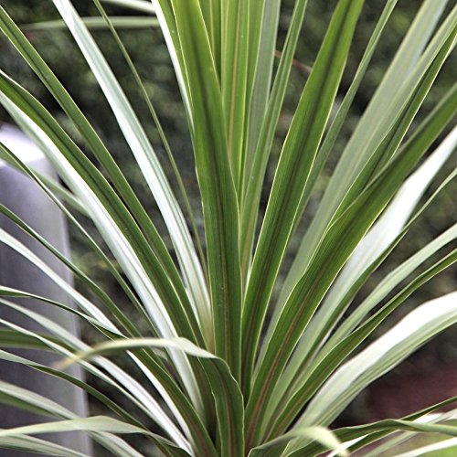 Cordyline Australis 'Atlantic Green' Cabbage Palm Herbaceous Garden | 9cm Pot