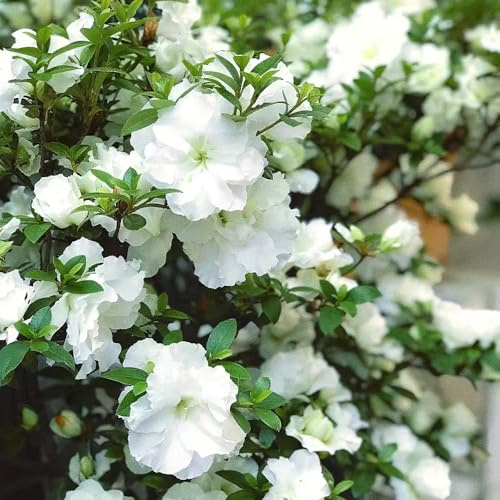 semi di rododendro - resistenti azalea da giardino, selvatici decorazione del soggiorno per perenni 40pcs