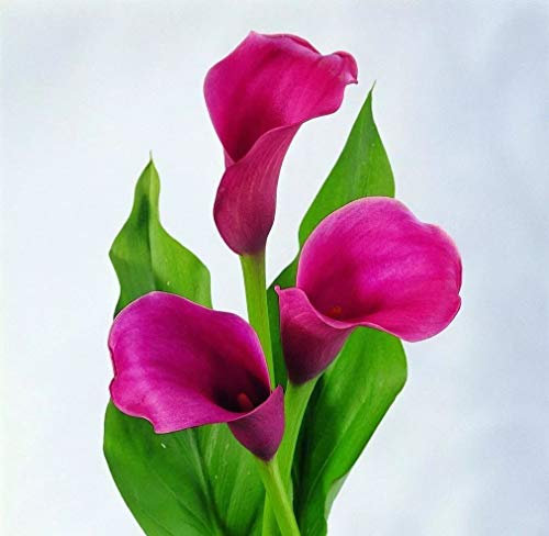 Riesige weiße Calla-Zwiebeln, wie eine seltene und kostbare Pflanze, die Blüten stehen in voller Blüte, farbenfrohe Pflanzen für den Außenbereich – 1,6 Zwiebeln