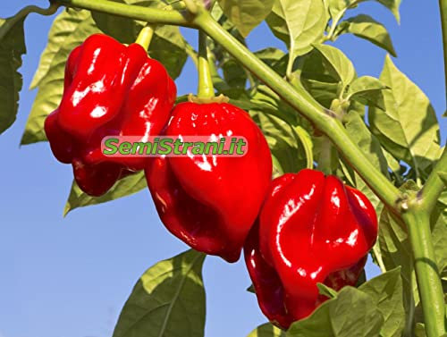 120 Graines de Piment en 12 Variétés les plus Savoureuses de Habaneros, COLLECTION HABANERO + Guide: SAVINA, FATALII, CHOCOLATE, ORANGE, MUSTARD, GREEN, PEACH, BULLET, YELLOW, MUSTARD, GIANT y MAYA