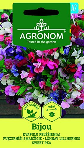 AGRONOM | POIS DE SENTEUR BIJOU des graines | Graines de fleurs | 1 Paquet