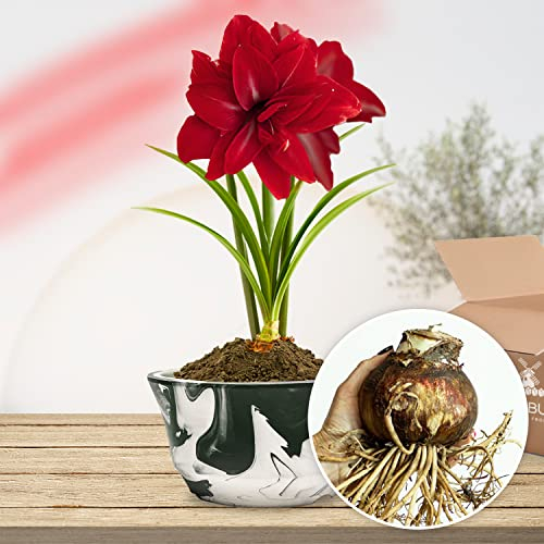 Amaryllis Double Dark Red bulbe, 1 pièce grand format 26/30, Exclusif, bulbes, plantes et fleurs de Hollande, Véritable 'Hippeastrum (pas de graines, cire et non artificiel)
