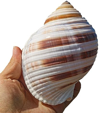 COYOUCO Coquillages Grands Coquillages de conques Naturelles Grands Coquillages Idéal pour la fête à thème de Plage, décorations de la Maison, Bricolage, Aquarium, Plante d'air,L