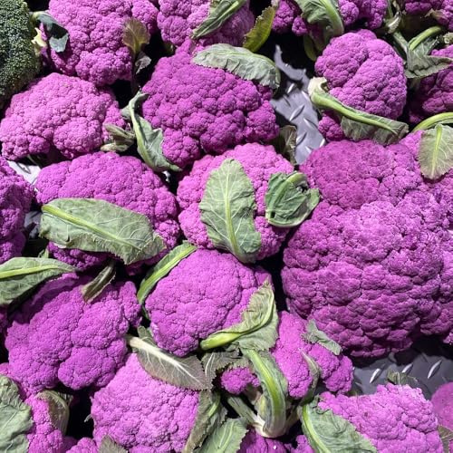 semillas de coliflor - variedades antiguas en bancales elevados exterior resistentes balcón, 120pcs