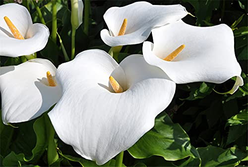 Lampadine a giglio Calla Forti Bulbi Abbastanza Splendida Balcone Quattro Stagioni Piantare Attraente Piantare in Autunno-8 Lampadine, C