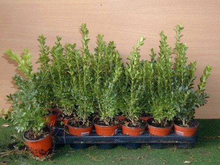 Buxus sempervirens Arborescens 15 cm, 20 Stück mit Topfballen – Winterhart, Immergrün, Pflegeleicht – Buchsbaum – Heckenpflanze für Garten & Sichtschutz