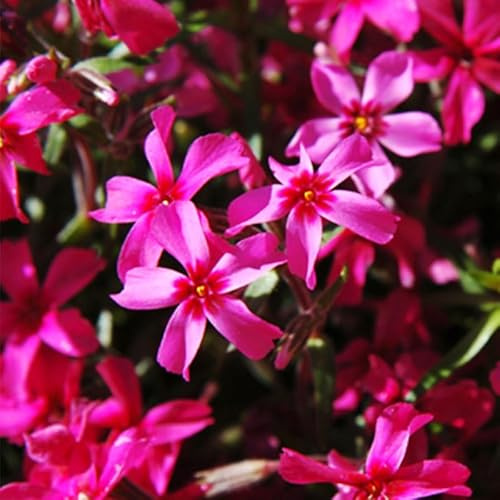 Star Fire Tall Phlox Flower Root - Attracts Butterflies and Hummingbirds - Good as Cut Flowers - Naturalizing - Perennializing - Easy to Grow Live Plants - Outdoor Garden