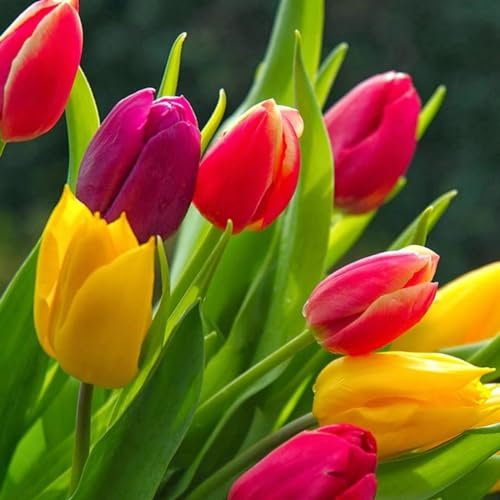 Tulip Bulbs Mix Golden Jade Carving Feels Beautiful Now Mixed Garden Crop for Planting Now UK Strong Plants That Grow Well