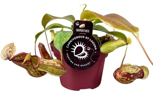 My Green Help - 1x Nepenthes Gaya (Vaso Ø12cm, H +-17cm) Pianta carnivora tropicale da interno - Da collezione per interni luminosi