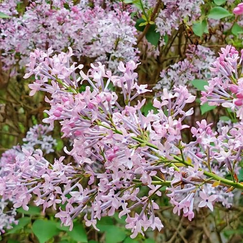 lillà - siepi resistenti giardino resistenti rampicanti ornamenta 100semi