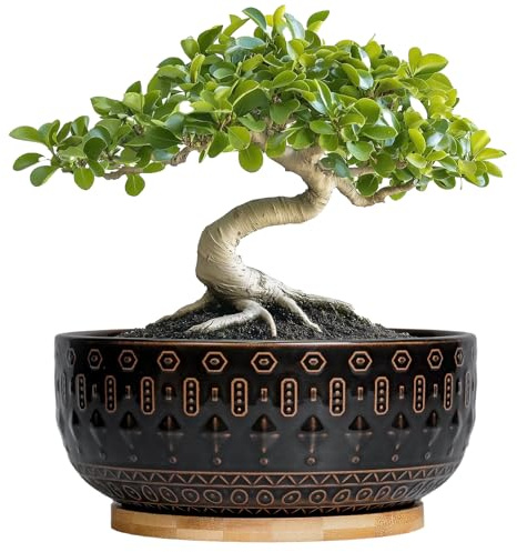 Fivepot Bonsai Planter - 8 Inch Ceramic Pots for Plants Indoor, Shallow Round Succulent Bowl with Drainage Hole and Tray for Cactus, Boho Room Garden House Decor, Birthday Gifts, Black