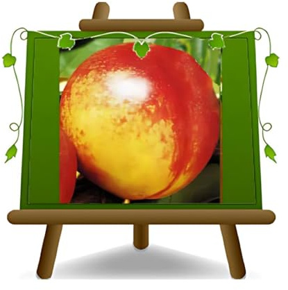 EURO PLANTS VIVAI Nectarines Pêches à chair jaune Fairlane plante fruitière franc en pot 26 cm hauteur maximale 180 cm - Âge 4 ans