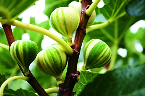 Fig Tree 'Panachee' Tiger Fig Striped Fruits Ficus carica Patio Fruit Tree Hardy Shrub Easy to Grow Your Own Outdoor Garden Fruit Trees 1x 3-Litre Potted Plant by Suttons