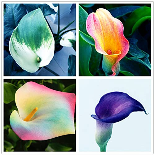 Calla bulbs | Create bouquets | Very beautiful indoor and outdoor - 1,2 bulbs: Package Contains seeds
