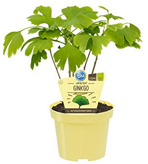 PIANTA DI GINKGO BILOBA SU VASO 12