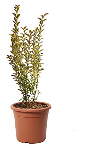 KENTIS - Ligustrum Japonicum Ovalifolium Aurea - Troène - Vraies plantes de haie - Plante de balcon de jardin extérieur - H 60-80 cm Pot de Culture Ø 18 cm