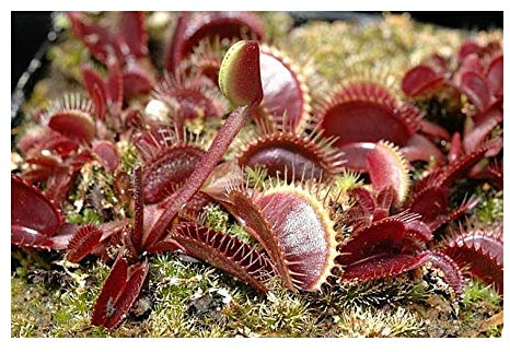 Dionaea muscipula Petite Dragon - Venusfliegenfalle - 5 Samen