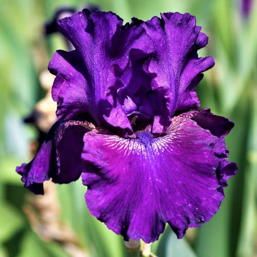 Bulbos De Iris Iris Es Adaptable Los Lirios Necesitan Mucha Luz Solar. Iris Tiene Una Apariencia úNica Y Hermosa. Iris Es Resistente Al FríO-6bulbs
