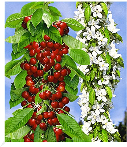 BALDUR Garten Säulen-Süßkirschen 'Sylvia®', 1 Pflanze, Kirschbaum, Prunus avium, Säulenobst, winterhart, platzsparende Säule für kleine Gärten, Balkone & Terrassen