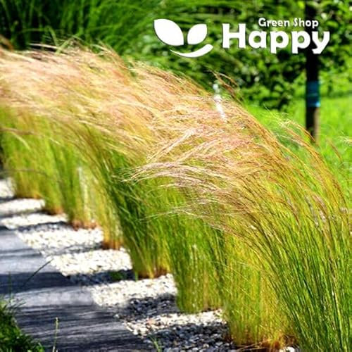 Mexican Feather Grass 100 Seeds + Plant tag + Freebie - Ornamental Grass - Stipa Tenuissima