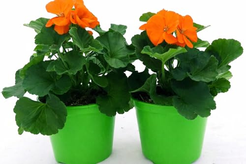 POWERS TO FLOWERS - GERANIO ZONALE HERCULES, PELARGONIUM, 2 PIANTE VASO 14 ARANCIONE, piante vere