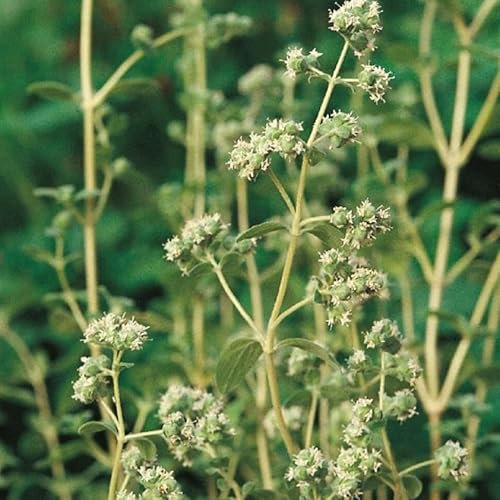 1 Pack of 1500 SEEEDS Marjoram Sweet