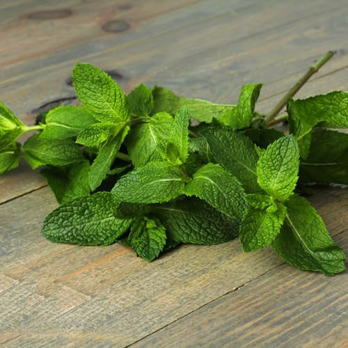semi di menta, giardino da appartamento purificatrici dell'aria perenni resistenti decorazione per esterni selvatici 200pcs