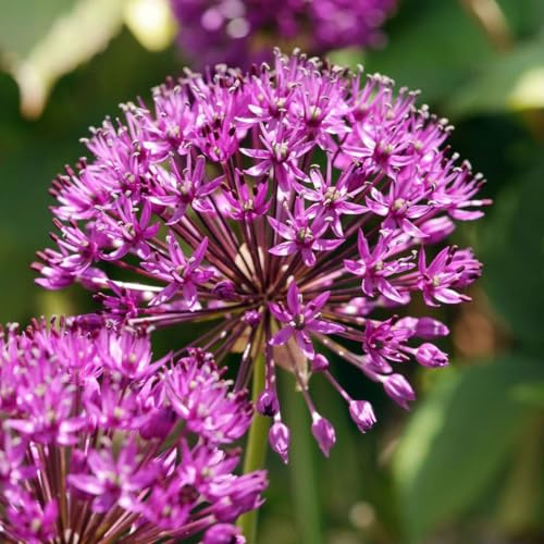 Plant in a Box - Allium Purple Sensation - 60x bulbo de flor de Alium - bulbos Resistentes para el jardín - de floración temprana