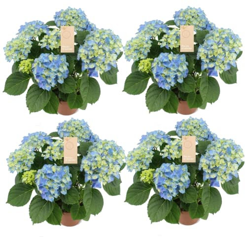 Hydrangea Macrophylla - Hortensias - Pack de 4 Plantas con Flores Azules Plantas Vivas de Hortensia