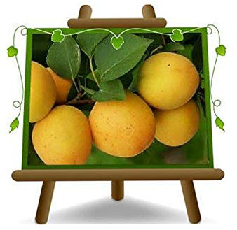 EURO PLANTS VIVAI Albicocco Ninfa su vaso da 26 cm. pianta da frutto autofertile *Altezza 160-180 cm. - 4 anni