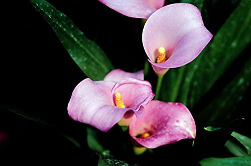 Riesige weiße Calla-Zwiebeln, wie eine seltene und kostbare Pflanze, die Blüten stehen in voller Blüte, sehr hohe Aussaatrate – 1,3 Zwiebeln
