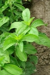 Just Seed Herb - Stevia - Sweet Herb - Sugar Plant - 40 Seeds