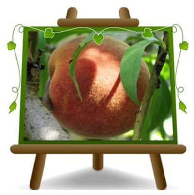 EURO PLANTS VIVAI Pesco Pesche Polpa Bianca Maria Bianca Pianta da Frutto Vaso 20 Max 170 cm 2 Anni