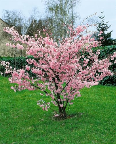 Prunus incisa 'Oshidori' 30-40 cm - Zierkirsche, rosa Blüten, Blütezeit März-April, ideal für kleine Gärten, bienenfreundlich, winterhart