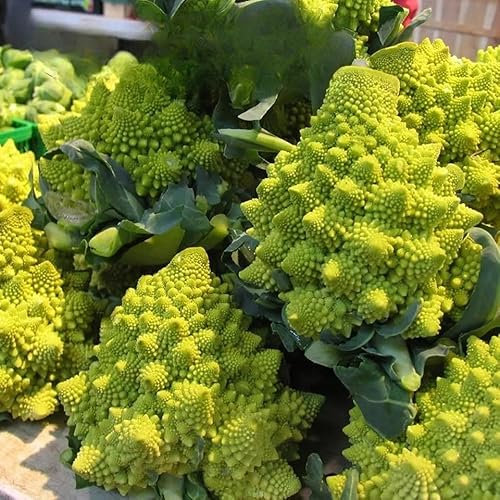Cauliflower 'Romanesco Natalino' - 500 Seeds + Freebie + Plant Tag - Brassica Oleracea