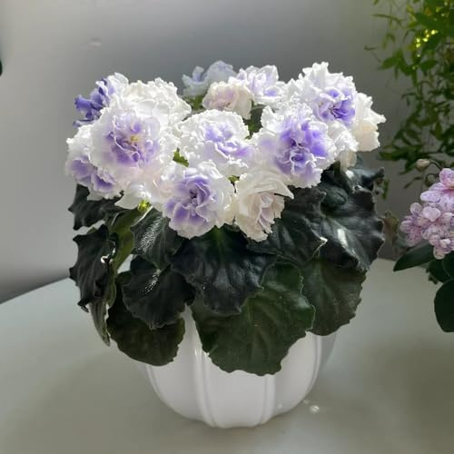 African Violet Plant Seeds Buy - Garden Gift Beautiful Potted Plant Flower Seeds Gift Window Sill Decoration Garden Plants Decorative Plants Bonsai 250 Pieces